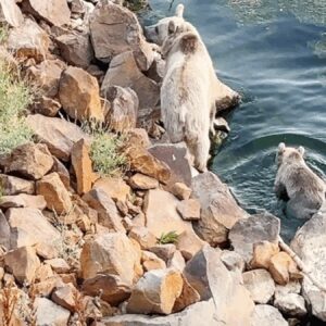bozayilar bitliste yuzerken goruntulendi DASskcgC