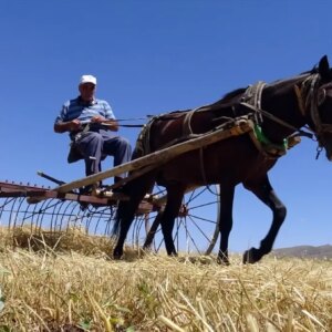 karsta tahil hasadi basladi FZPelRV8