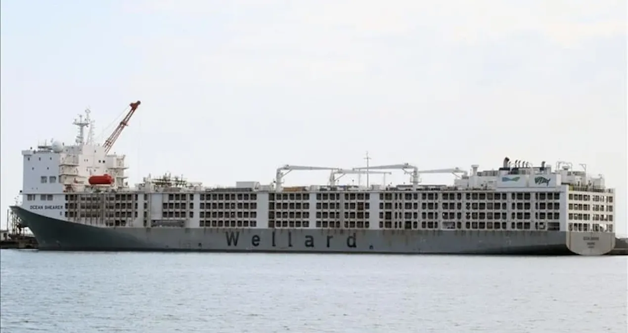 apar topar avrupanin kapisi calindi yil bitmeden yuz binlercesi turkiyeye gelecek aKuIDOfN