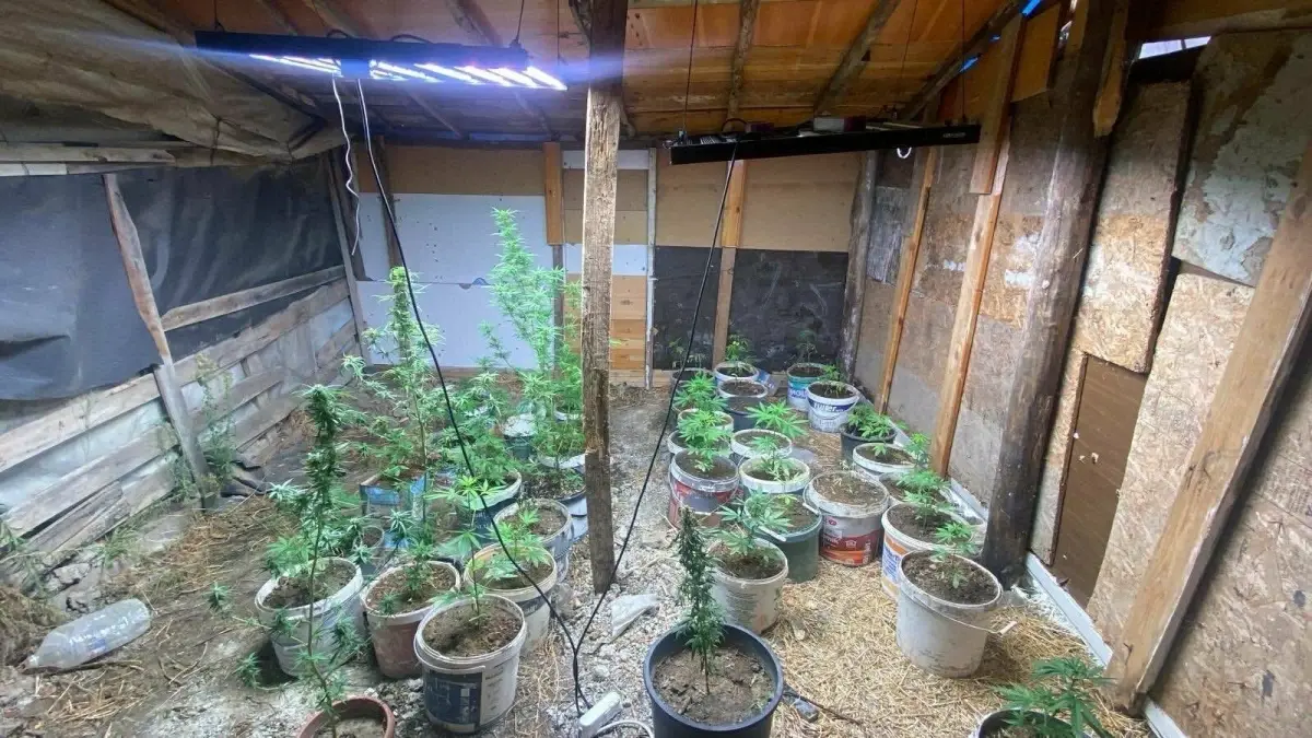 kusadasinda hint keneviri yetistiren iki supheli yakalandi qPGsYxGI